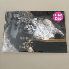 マヌルネコ ポストカード 上野動物園