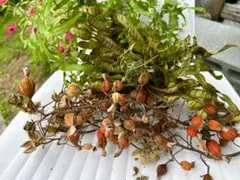 石垣島お徳なセット　月桃&ギンネムの鞘&オオハマボウ&カニクサ