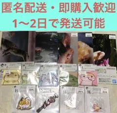 一番くじ　爬虫類&両生類　ラバー　ジッパー　クリアファイル　セット