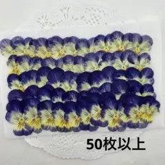 押し花♡NO396♡ビオラ50枚セット