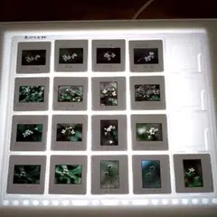 Item thumbnail for item 172ddb0b-45b4-437c-813d-122680f2a95d