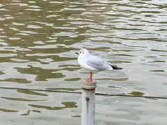 専用