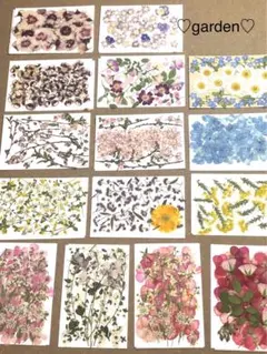 押し花 15枚セット 多色デザイン　　No.1350