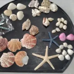 貝パーツ