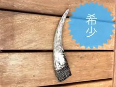 【希少】ニホンカモシカ　角　約13.5㌢　１本　送料込み 匿名配送OK