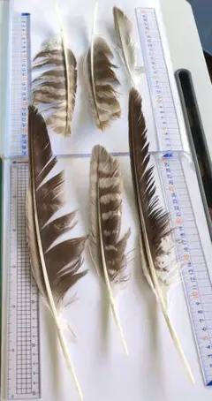 とんび　羽根