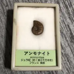 アンモナイト 化石