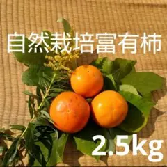自然栽培 富有柿 2.5kg 熊本県産