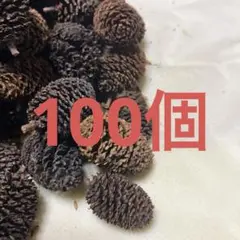 やしゃぶしの実　100個　D