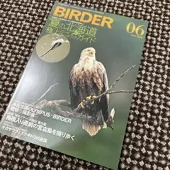 BIRDER 2018年6月号