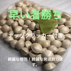大好評! 銀杏500g