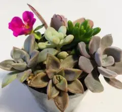 多肉植物 いろいろ寄せ植え カット苗