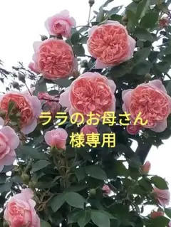 刺し子ふきん ララのお母さん様オーダーページ