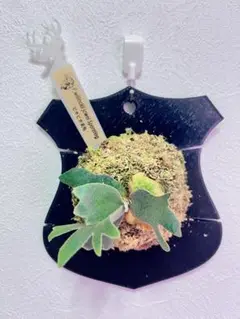 ジョン２　ビカクシダ P.willinckii 'Jewel' spore Amazon.co.jp: P.willinckii 'Jewel' spored ② ＠ビカ森wife