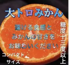 早い物勝ち‼️大トロみかん 5kg 3