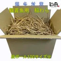 無農薬 観賞魚用稲わら(段ボール箱100)稲藁いなわらめだか越冬ミジンコ培養M