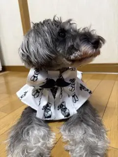 シュナウザー　モノクロ　リボン＆服セット