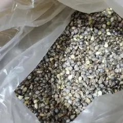数珠玉　ジュズダマ　200g+予備20g　お試しに