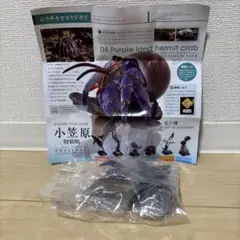 ムラサキオカヤドカリ　ネイチャーテクニカラー　小笠原 特装版