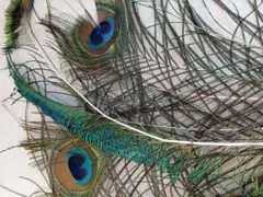クジャクの羽根　本物