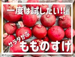 幻のサラダかぶ もものすけ✿゜ 1kg ◡̈* 露地栽培 カブ 無農薬 野菜