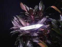 Homalomena aff. vitifolius 赤備 大きめ 特選株 2025年最新】ホマロメナ 赤備の人気アイテム - メルカリ