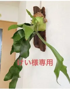 大きめ立派‼︎吊り下げ流木インテリア ビカクシダ コウモリラン