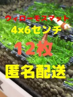①【超お買得】★水草★ウィローモス★マット(4cm×6cm)12枚★アクアリウム