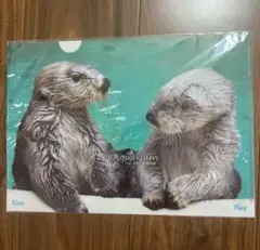 新品 未使用 鳥羽水族館 ラッコ クリアファイル