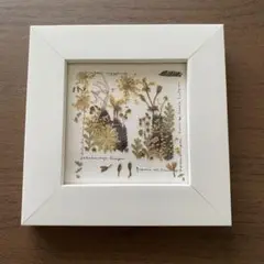 額入り　押花
