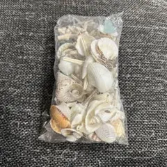 貝殻 シーグラス 夏休み 自由研究 ハンドメイド 素材