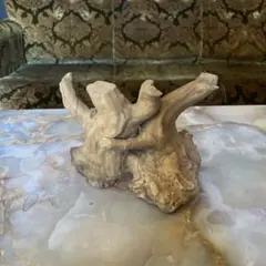 自然な形状の流木