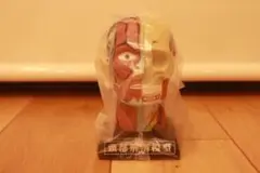 頭部解剖模型バンク(貯金箱)