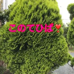 このてひば❣️コニファー✳️リース材料に 30本以上⭐️
