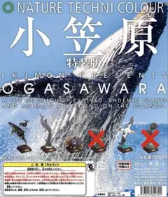 【バラ売り可】小笠原　特装版　ネイチャーテクニカラー　5種セミコンプリート