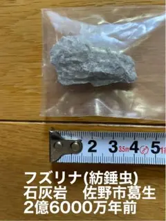 2025年最新】フズリナの人気アイテム - メルカリ