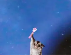 ★専用ページ★