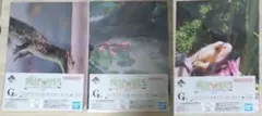 一番くじ爬虫類&両生類 G賞クリアファイ&ステッカー 3点セット