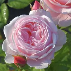 大人気つるバラ ⭐︎挿し木苗 ⭐︎小さい苗 ⭐︎四季咲き大輪 ⭐︎ピンクのバラ