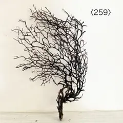 ウミウチワ〈259〉