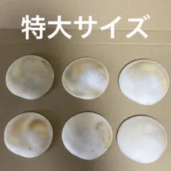 【沖縄県産】夏休みの工作や自由研究に！特大サイズ夜光貝の蓋（フタ）6個