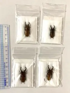 ホソアカクワガタ標本オス4頭セット(中国3、台湾1脚外れ)