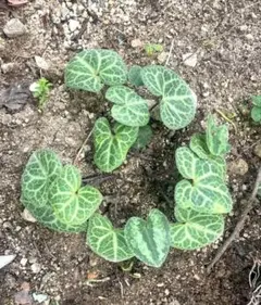 カンアオイ　タマノカンアオイ「亀甲竜 カンアオイ タマノカンアオイ「亀甲竜 楽天市場】亀甲竜（花