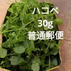 野草 ハコベ 30g 普通郵便