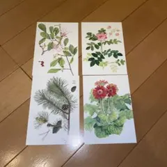 13 植物画コンクール優秀作品集　ポストカード　4枚