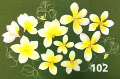 プルメリア押し花 102