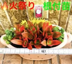 多肉 人気の 火祭り❤️ 抜き苗✨10本♪➕セダム 育て易い品種です❣️ ピック付き