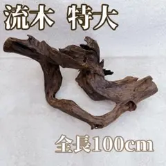 Item thumbnail for item e6dc5191-38e4-4005-9474-f90896a3ae0b