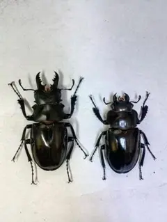 ※マヒマヒ購入野外標本、インタ−メディアツヤクワガタ♂ マヒマヒ購入野外標本、インタ−メディアツヤクワガタ♂ 2025年