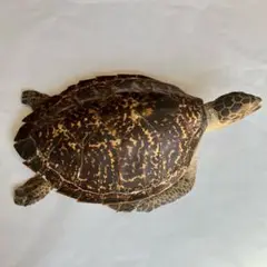 タイマイ剥製　国際希少野生動植物種登録票有　匿名配送　送料込み